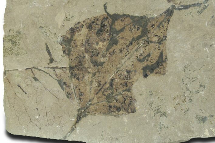 Detailed Fossil Leaf (Populus) - Insect Predation! #356117